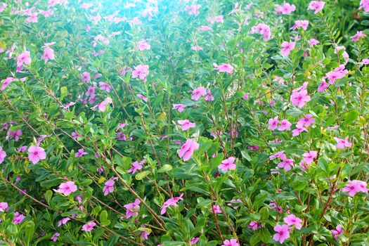 purple flower