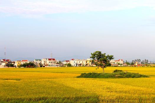 paddy field