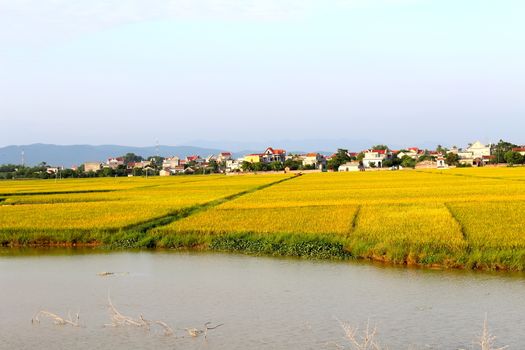 paddy field