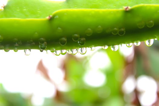 leaf
