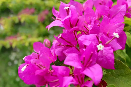 red flower
