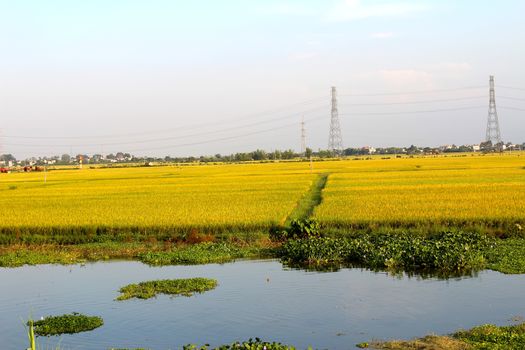 paddy field