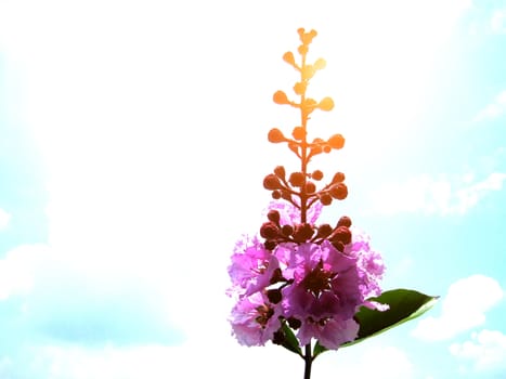 purple flower