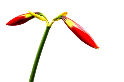 red lily