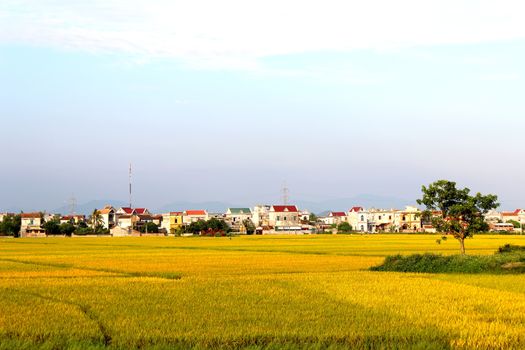 paddy field