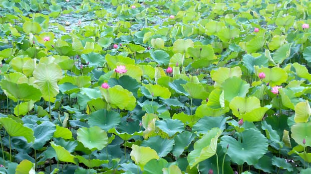 lotus pond