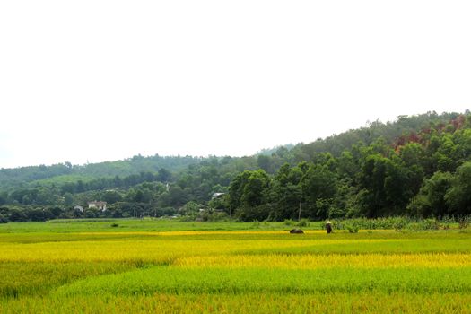 paddy field