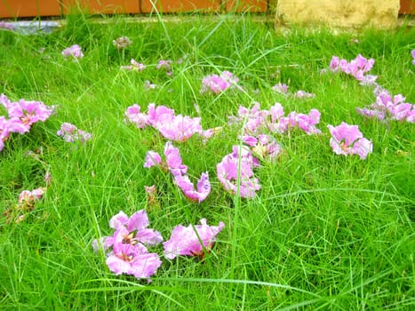 purple flower
