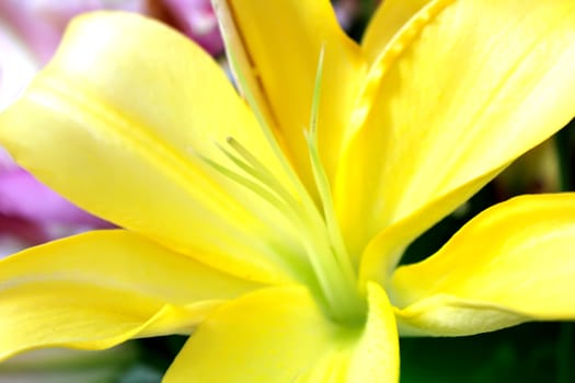 yellow flower
