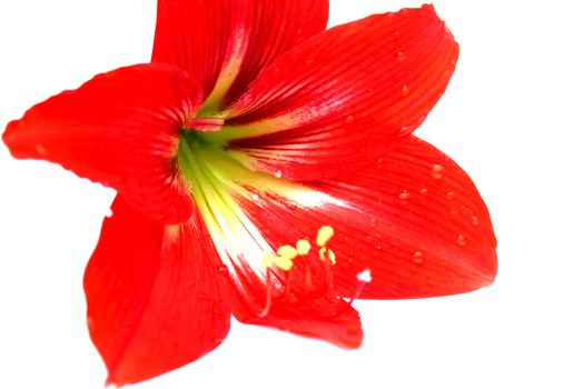 red lily