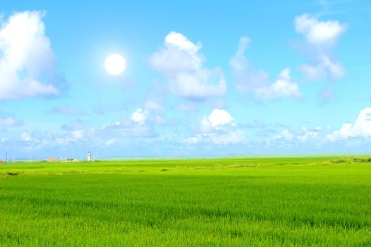 Green paddy and sky