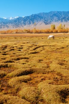 Horse eating grass at Holy Fish Pond, Shey Monastery, Leh Ladakh, India.