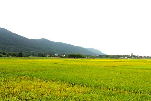 paddy field