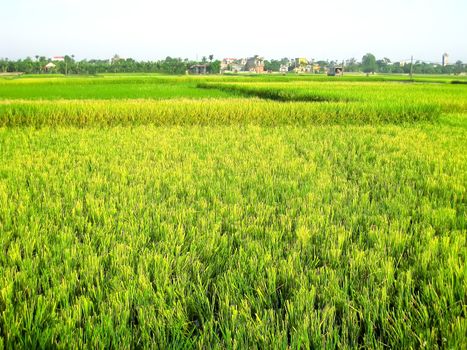 paddy field