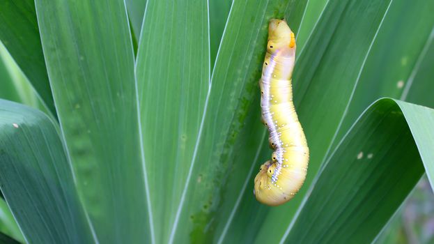 caterpillar on leaf