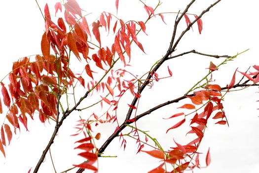 leaf