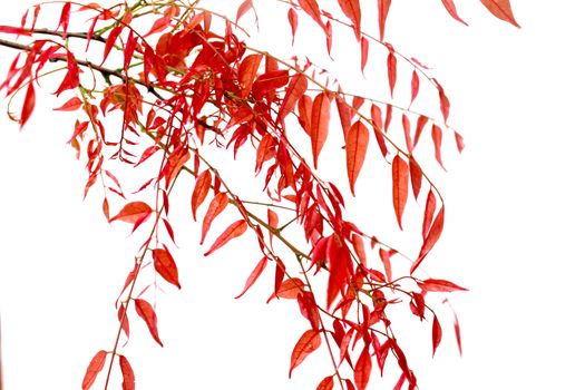 leaf