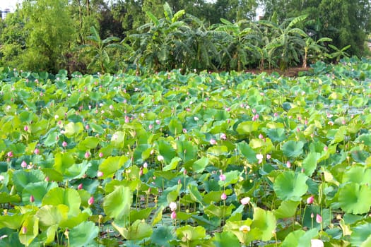 lotus pond