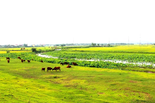 cows grazing in a field