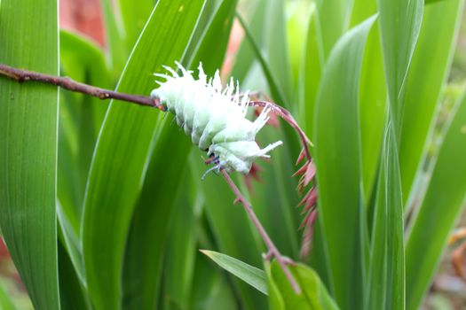 caterpillar on leaf