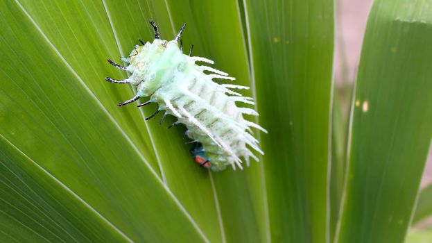 caterpillar on leaf