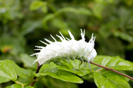 caterpillar on leaf