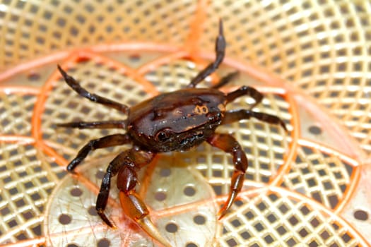 Crab 