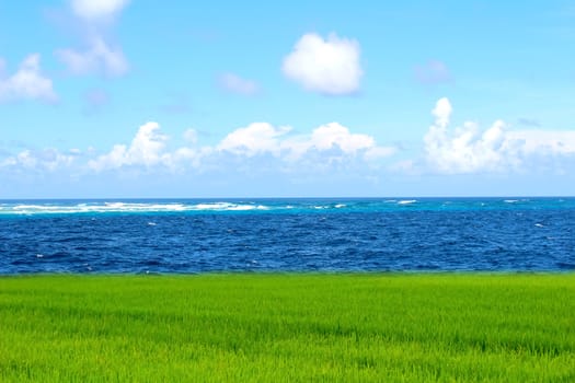 Green paddy and sky