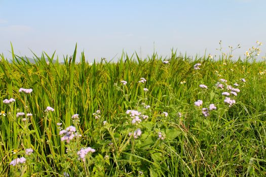 paddy field
