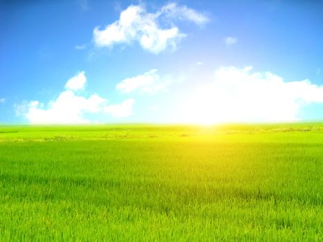 paddy field
