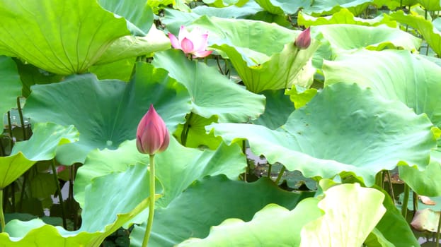 lotus pond