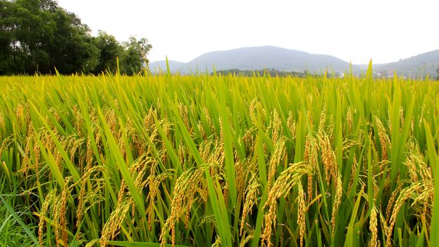 paddy field