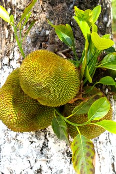 jack fruit