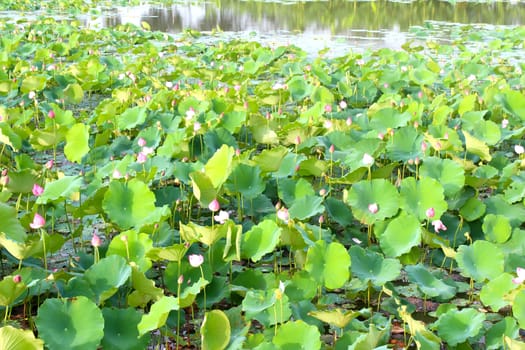 lotus pond