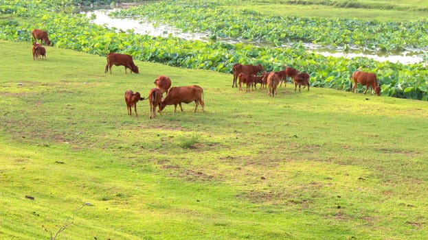 cows grazing in a field