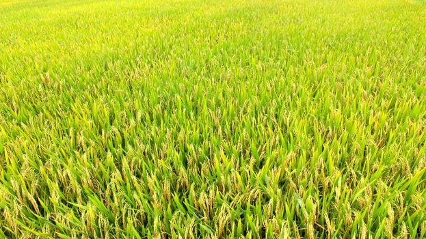 paddy field