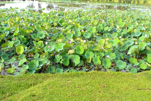 lotus pond