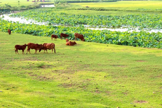 cows grazing in a field