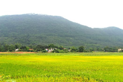 paddy field