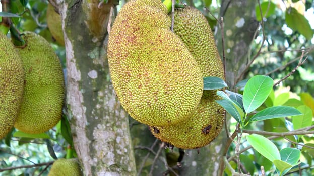jack fruit