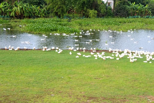 duck