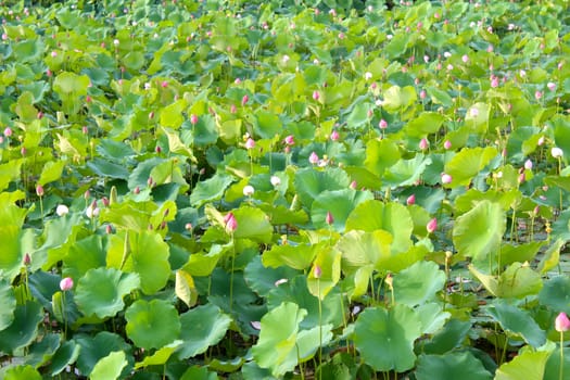 lotus pond