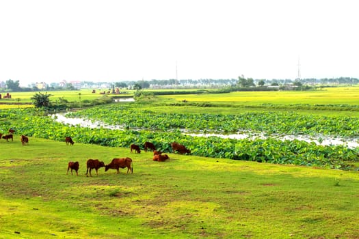 cows grazing in a field