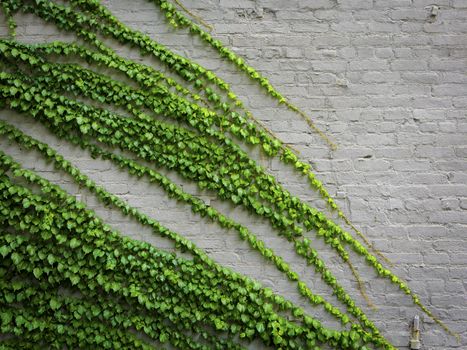 Background of a brick wall with a ivy 