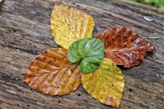 Several autumn leaves of various colors