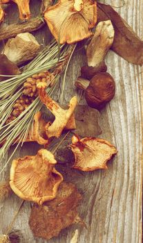 Arrangement of Dried Forest Chanterelles, Porcini and Boletus Mushrooms with Dry Grass, Leafs and Fir Stems closeup in Rustic Wooden background. Retro Styled