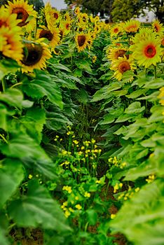 sunflower field on a farm somewhere in south carolina usa