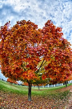 Yellow and orange and red autumn leaves in beautiful fall park.