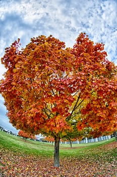 Yellow and orange and red autumn leaves in beautiful fall park.