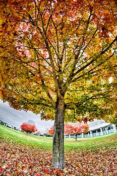 Yellow and orange and red autumn leaves in beautiful fall park.